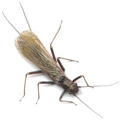 Yakima River Adult Skwalla
