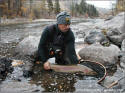 Methow River-Unclipped Steelhead-11.6 lbs.