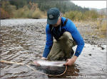 A Wild Klickitat River Steelhead-October 2005