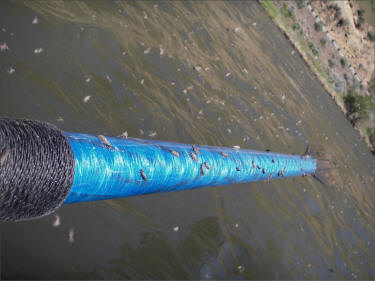 Yakima River Caddisfly Hatch