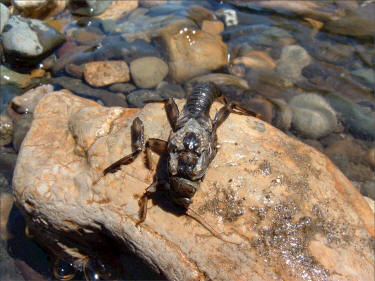 Yakima River Goldenstone Emergence