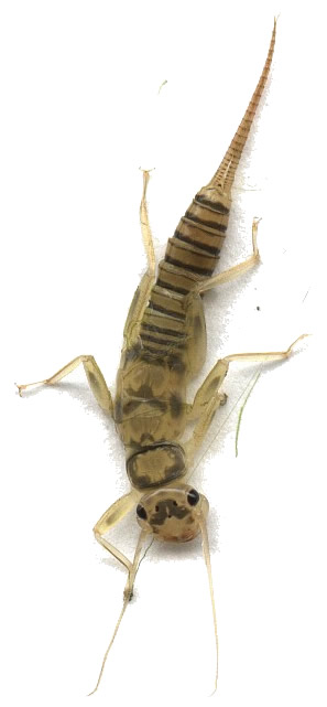 Yakima River Yellow Sally Stonefly Nymph