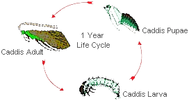 Life Cycle Of A Caddisfly