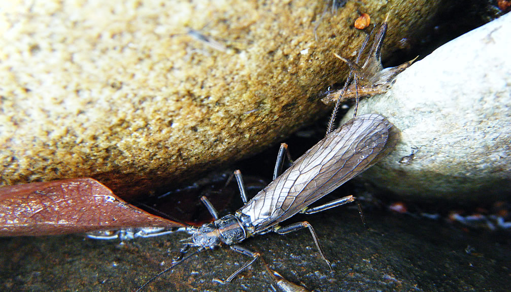 Yakima River Skwala Stonefly