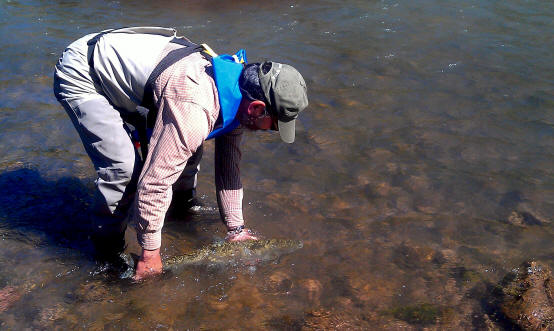 Klickitat River Wild Steelhead-August 2012