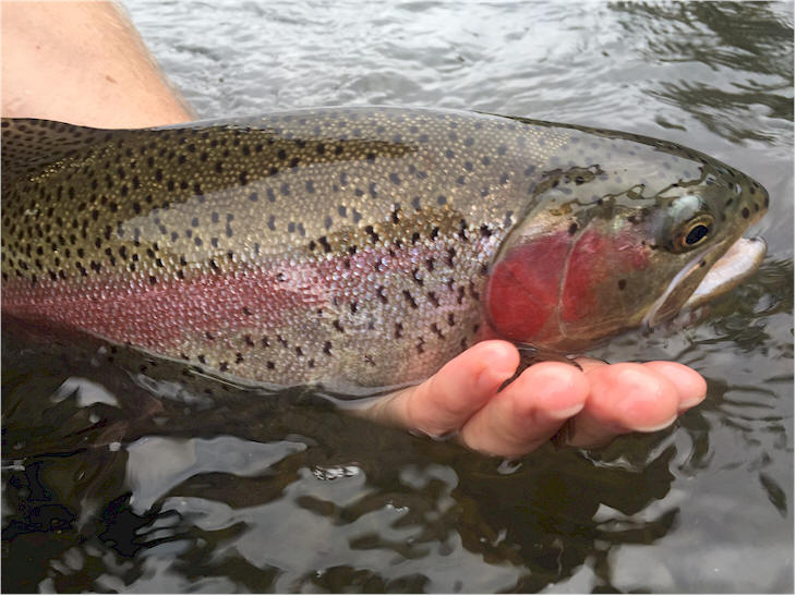 A Big Yakima Rainbow Stuck On A Size 20 BWO Mayfly....FUN!