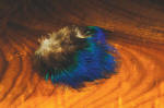 Hareline Dubbin-Blue Peacock Feathers