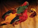 Hareline Dubbin-Complete Golden Pheasant Skin