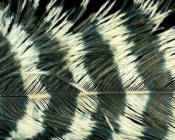 Hareline Dubbin Spirit River Jailhouse Ostrich Feathers-White Black