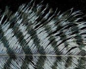 Hareline Dubbin Spirit River Jailhouse Ostrich Feathers-Gray Black