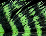 Hareline Dubbin Spirit River Jailhouse Ostrich Feathers-Chartreuse Black