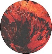 Hareline Dubbin Ringneck Neck Patch-Crow Red