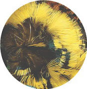 Hareline Dubbin Ringneck Neck Patch-Toucan Yellow