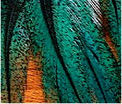 Hareline Dubbin UV2 Coq De Leon Perdigon Fire Tail Feathers-Fl Blue