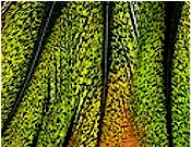 Hareline Dubbin UV2 Coq De Leon Perdigon Fire Tail Feathers-Fl Chartreuse
