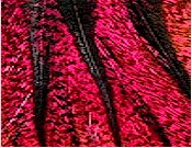 Hareline Dubbin UV2 Coq De Leon Perdigon Fire Tail Feathers-Fl Hot Pink