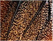 Hareline Dubbin UV2 Coq De Leon Perdigon Fire Tail Feathers-Fl Natural