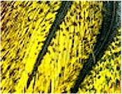 Hareline Dubbin UV2 Coq De Leon Perdigon Fire Tail Feathers-Fl Yellow
