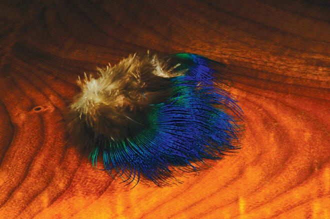 Hareline Dubbin Blue Peacock Neck Feathers