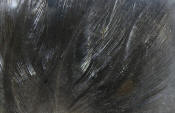 Hareline Dubbin Coq De Leon Feathers-Black