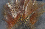 Hareline Dubbin Coq De Leon Feathers-Brown
