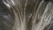 Hareline Dubbin Coq De Leon Feathers-Light Dun