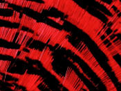 Hareline Dubbin Complete Golden Pheasant Tippet-Hot Pink