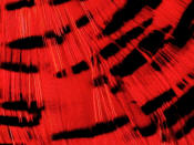 Hareline Dubbin Complete Golden Pheasant Tippet-Orange