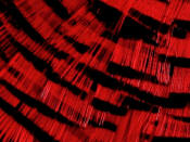 Hareline Dubbin Complete Golden Pheasant Tippet-Red
