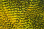 Hareline Dubbin-Fine Black Barred Marabou-Sunburst Yellow