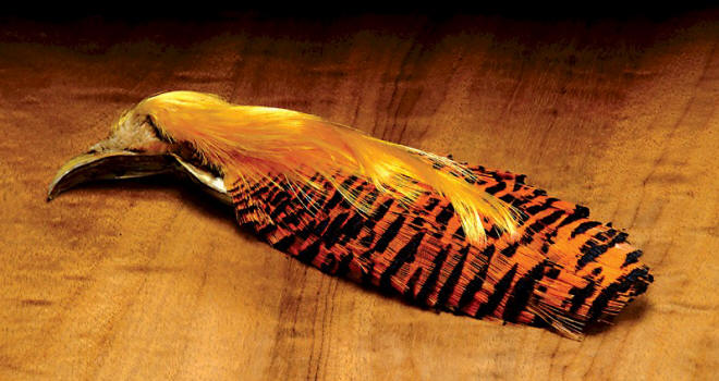 Hareline Dubbin Golden Pheasant Head