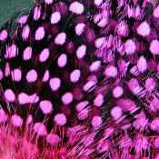 Hareline Dubbin Strung Guinea Feathers-Hot Pink