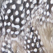 Hareline Dubbin Strung Guinea Feathers-Natural