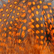 Hareline Dubbin Strung Guinea Feathers-Orange