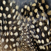 Hareline Dubbin Strung Guinea Feathers-Tan