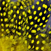 Hareline Dubbin Strung Guinea Feathers-Yellow