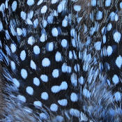 Hareline Dubbin Strung Guinea Feathers-Baby Blue