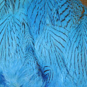 Hareline Dubbin Strung Silver Pheasant Body Feathers-Kingfisher Blue