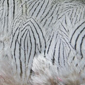 Hareline Dubbin Strung Silver Pheasant Body Feathers-Minnow Grey