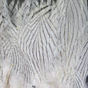 Hareline Dubbin Strung Silver Pheasant Body Feathers-Natural