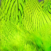 Hareline Dubbin Strung Silver Pheasant Body Feathers-Chartreuse