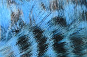 Hareline Dubbin-Black Barred Rabbit Strips 1/8"-Fl Blue