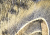 Hareline Dubbin-Black Barred Rabbit Strips 1/8"-Grizzly Natural