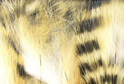 Hareline Dubbin-Black Barred Rabbit Strips 1/8"-Light Brown