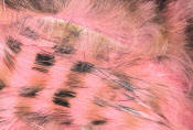 Hareline Dubbin-Black Barred Rabbit Strips 1/8"-Salmon Pink