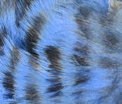 Hareline Dubbin-Black Barred Rabbit Strips 1/8"-Baby Blue