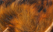 Hareline Dubbin-Black Barred Rabbit Strips 1/8"-Crawfish Orange