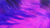 Hareline Dubbin Micro Pulsator Strips-Purple Hot Pink