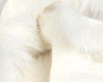 Hareline Dubbin Extra Select Craft Bunny Strips-Fl White 
