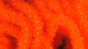 Hareline Dubbin-Trilobal Antron Chenille-Hot Orange